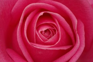 Basic Love Spell - Image closeup of pink rose by Vassil