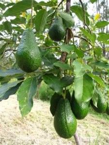 avocado-grafted-4682