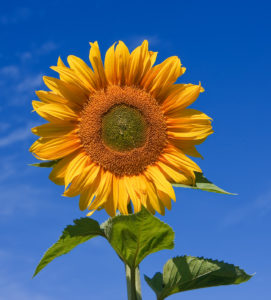 Sunflower_sky_backdrop